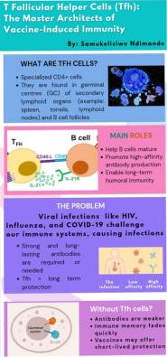 T Follicular Helper T Cells Tfh The Master Architects Of Vaccine 